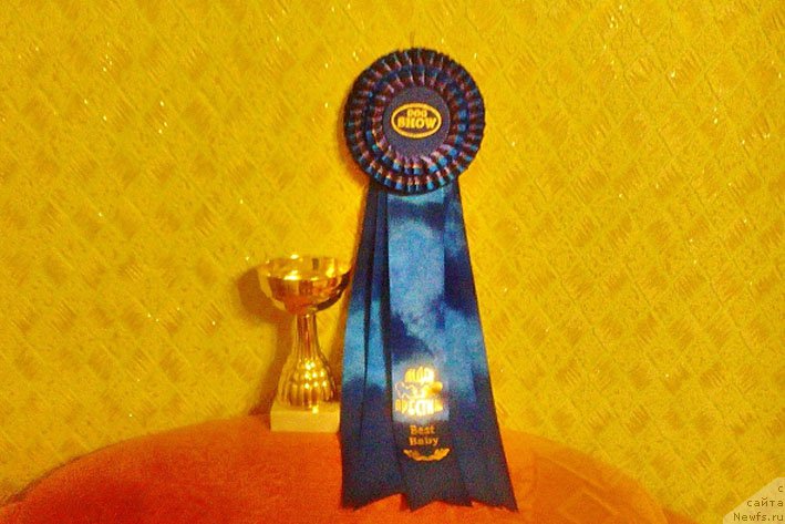 Фото: ньюфаундленд Ваше Благородие с Берега Дона (Vashe Blagorodie s Berega Dona)