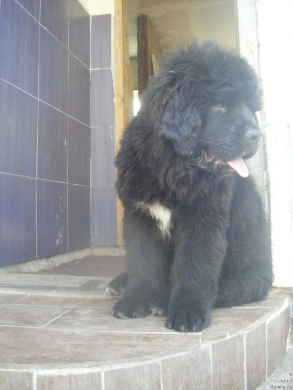 Фото: ньюфаундленд Fiona Style Super Mishka