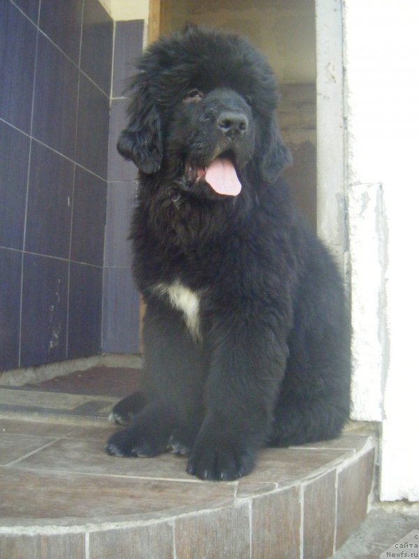 Фото: ньюфаундленд Fiona Style Super Mishka