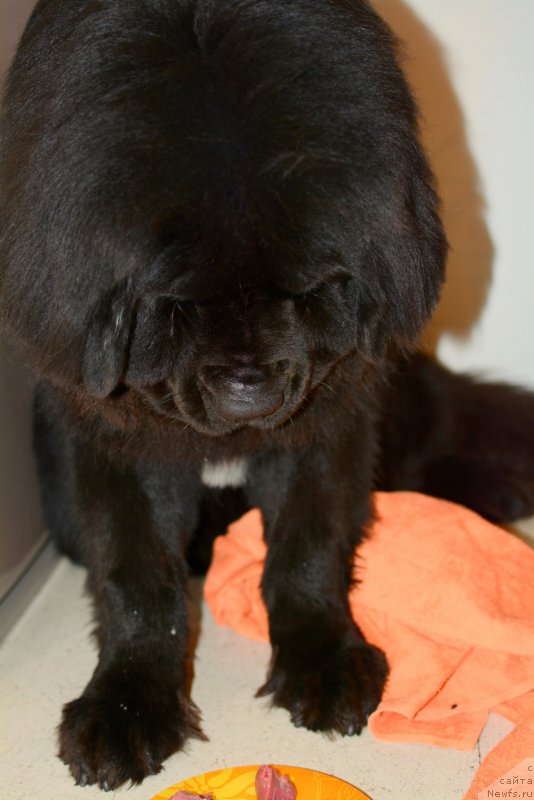 Фотография № 180291