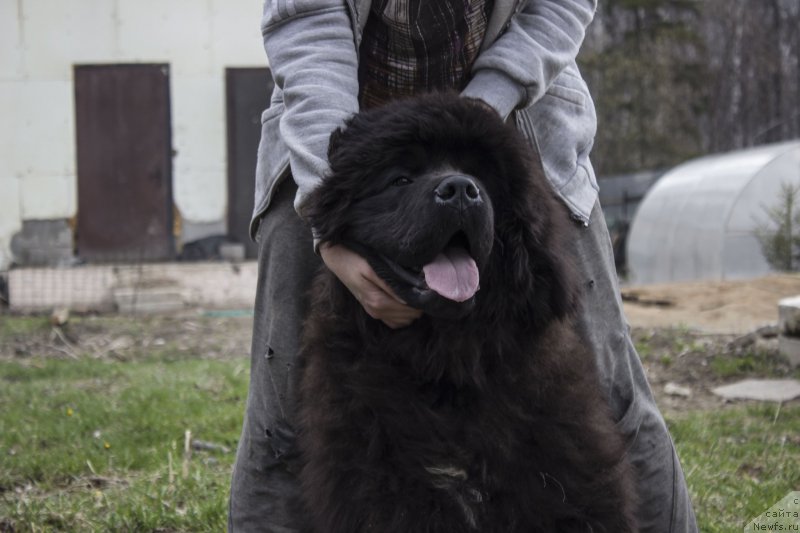 Фото: ньюфаундленд Callistos Resolution