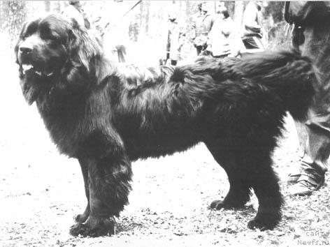 Фото: ньюфаундленд Честер Бьюкент Грант