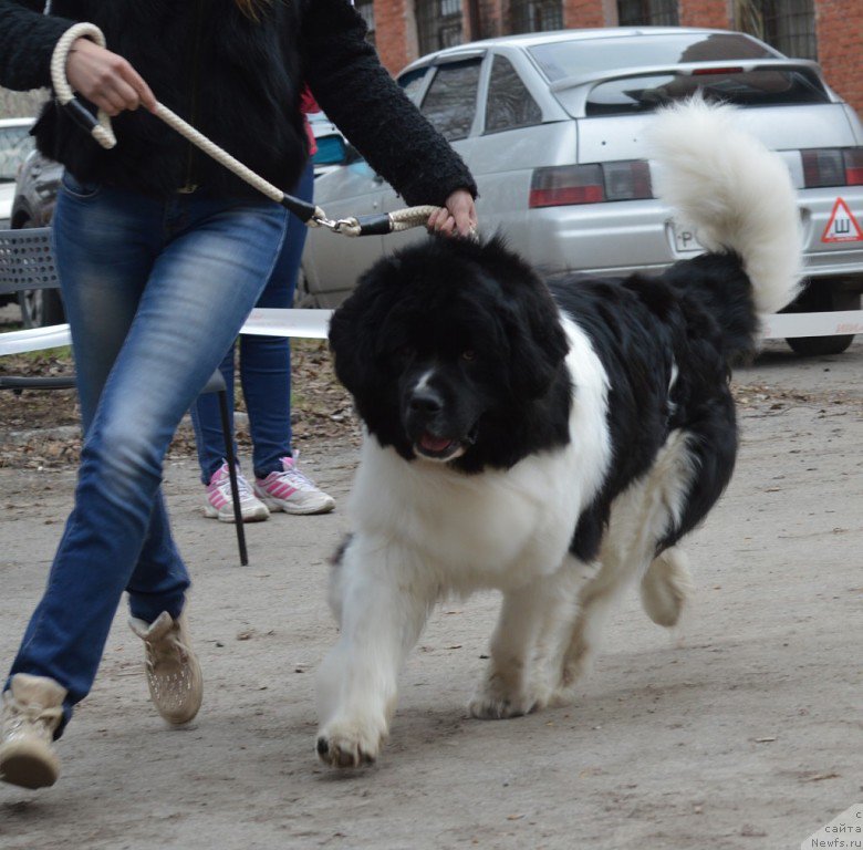 Фотография № 180309