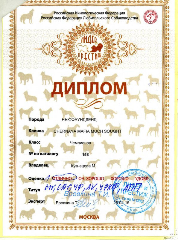 Фото: ньюфаундленд Черная Мафия Муч Соугхт (Chernaya Mafia Much Sought)