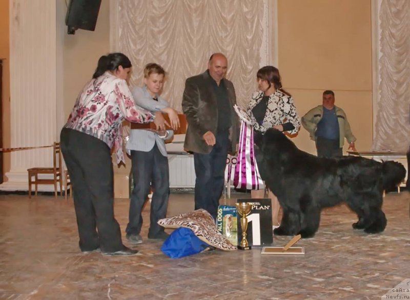 Фото: ньюфаундленд Ньюфорт Шон Волмари Триумф (Njufort Shawn Wallmar Triumph)