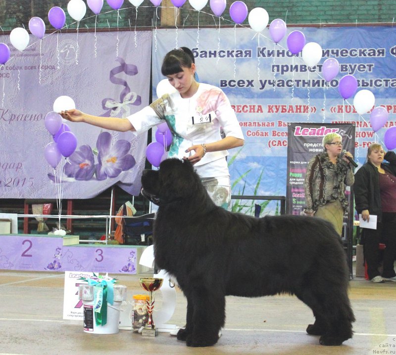 Фото: ньюфаундленд Акватория Келвин Щедривчик (Aquatoriya Kelvin Schedrivchik)