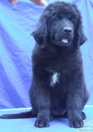 Фото: ньюфаундленд Августейшая Табата из Орловской Слободы