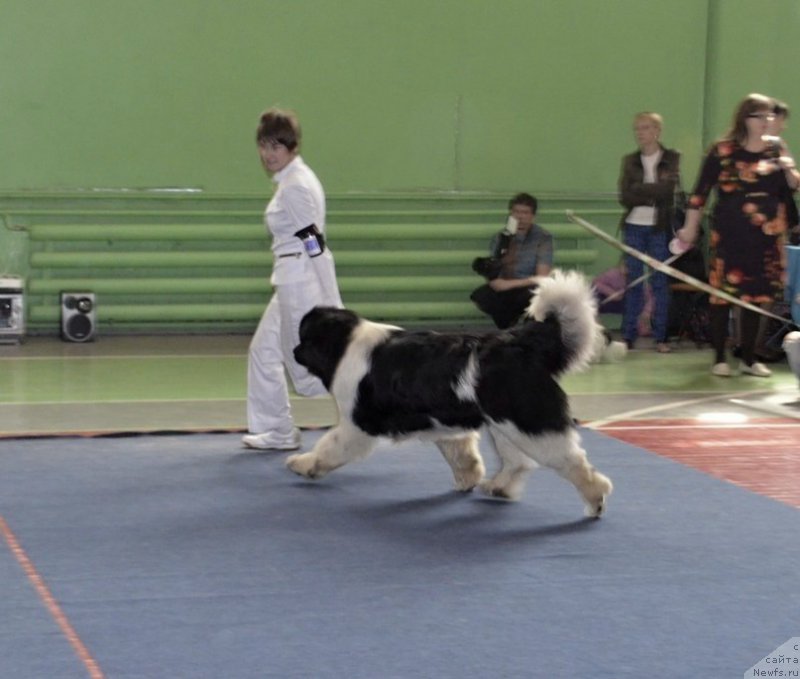 Фото: ньюфаундленд Флюфи Аваланч Неск ор Нотхинг (Fluffy Avalanche neck or Nothing)