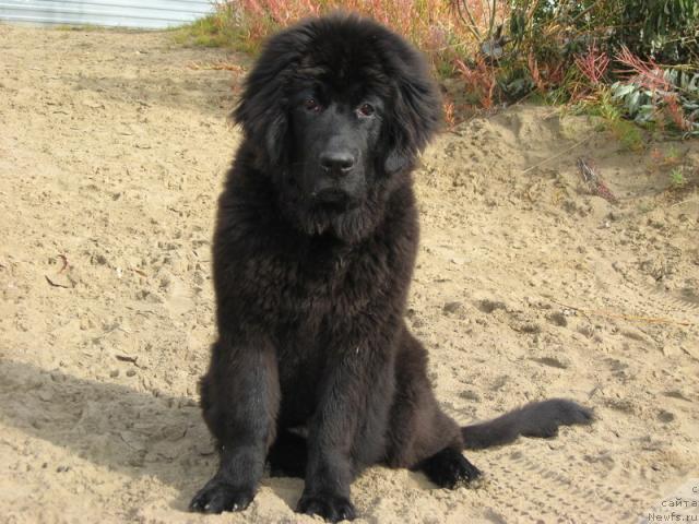 Фото: ньюфаундленд Глория Гранд Блек