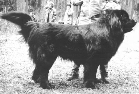 Фото: ньюфаундленд Барклай Ан Зи