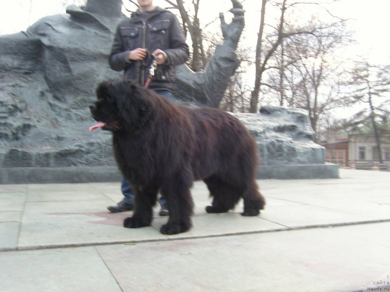 Фото: ньюфаундленд Анджело Орсо Амарилли Миа Белла (Angelo Orso Amarilli Mia Bella)