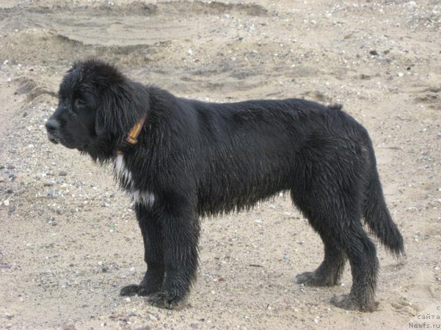 Фото: ньюфаундленд Сент Джонс Пенелопа Крус