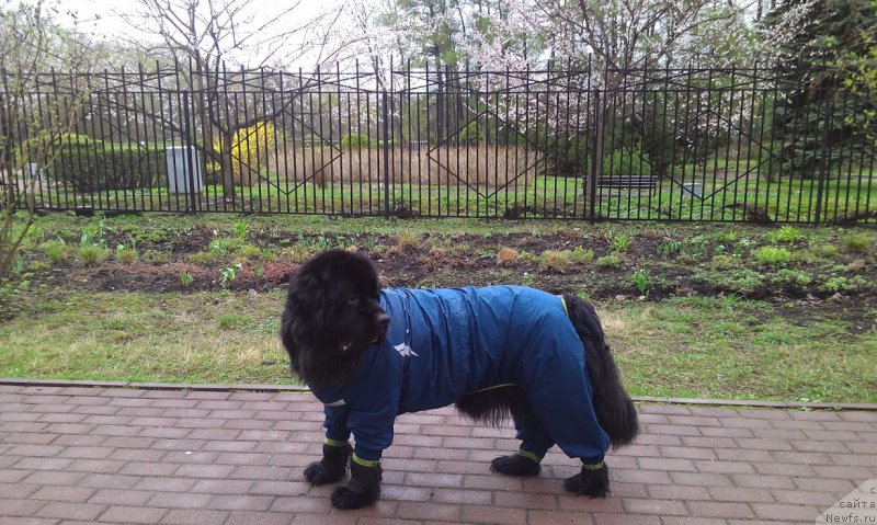 Фото: ньюфаундленд Сент Джонс Гвендолин Глориус Гарден