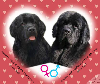 Фото: ньюфаундленд Донатс Прайд Бетти Тетчер, ньюфаундленд Черная Мафия Маттер оф Тиме (Chernaya Mafia Matter of Time)