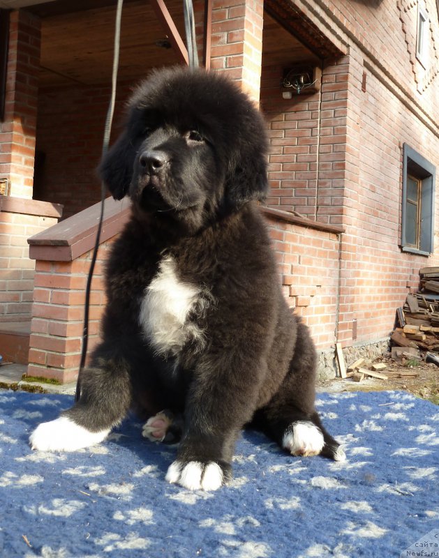 Фото: ньюфаундленд Супер Премиум София