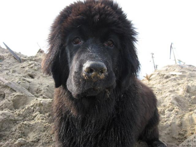 Фото: ньюфаундленд Глория Гранд Блек