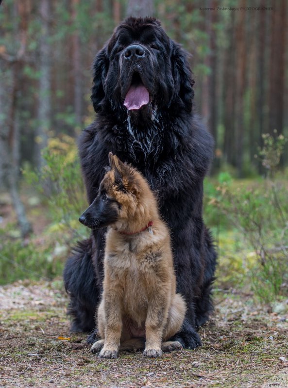 Фото: ньюфаундленд Смигар Ливерпульский Четвертак (Smigar Liverpulsiy Chetvertak)