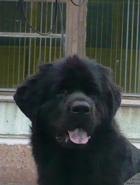 Фото: ньюфаундленд Отрада Моя от Сибирского Медведя