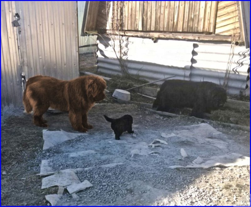 Фото: ньюфаундленд Браунблад МСК Хаким Голд Хайдар (Brownblood MSK Hakim Gold Haydar), Диана, дочь  [d8509]