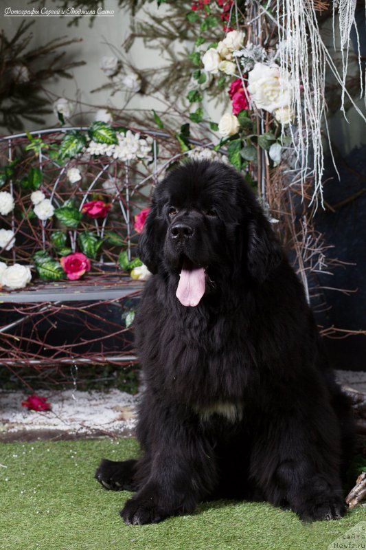 Фотография № 180478