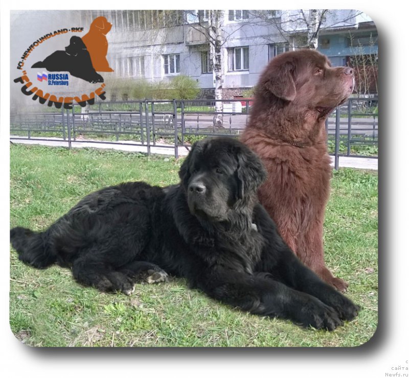 Фото: ньюфаундленд Бегущая по Волнам Чарт Топпер (Beguschaya po Volnam Сhart Topper), ньюфаундленд Ais Cream Ambassador