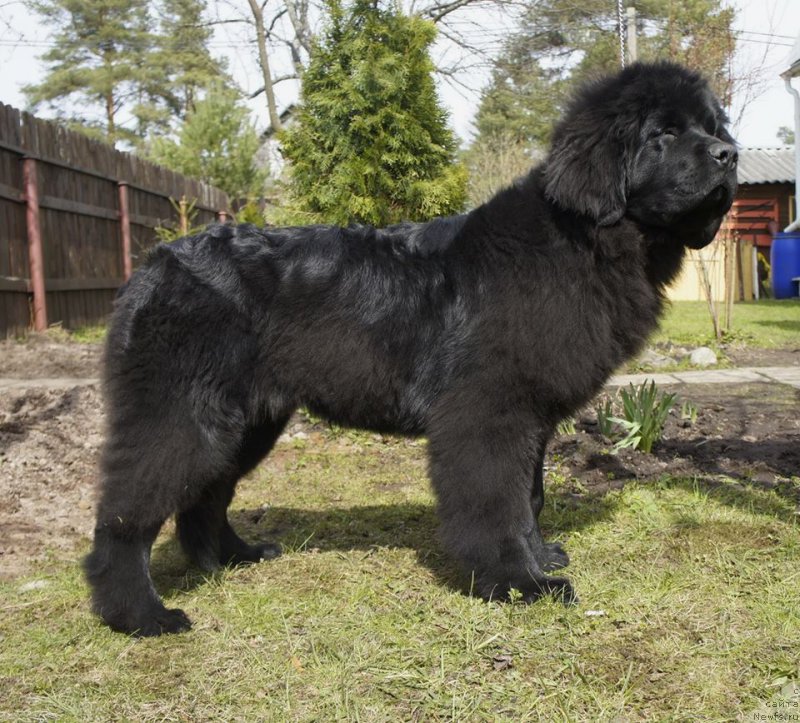 Фото: ньюфаундленд Love Inside Your Soul Moon Bear