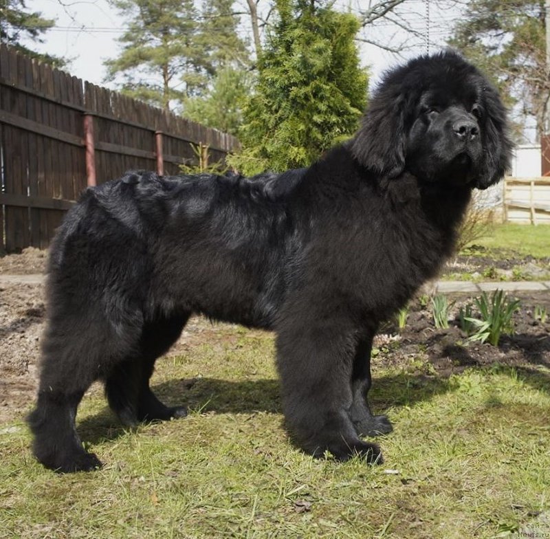 Фото: ньюфаундленд Love Inside Your Soul Moon Bear