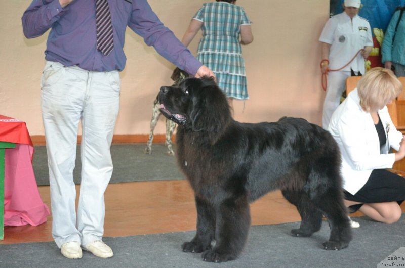 Фото: ньюфаундленд Назар Вятский Медведь (Nazar Vyatskiy Medved)