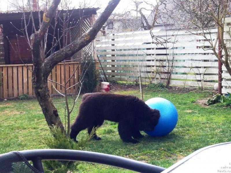 Фото: ньюфаундленд Моя Стихия Иксия Элли Сюрпрайз (Moya Stikhiya Iksiya Elli Surprise)