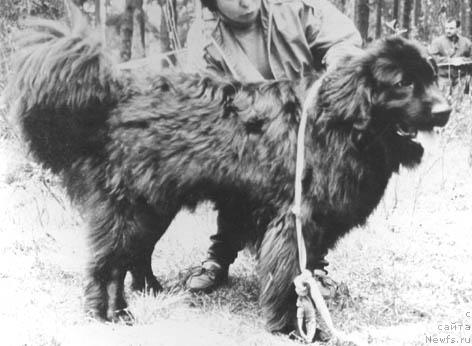 Фото: ньюфаундленд Люкс Куэрро Иф