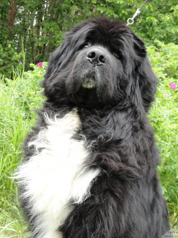 Фотография № 180510