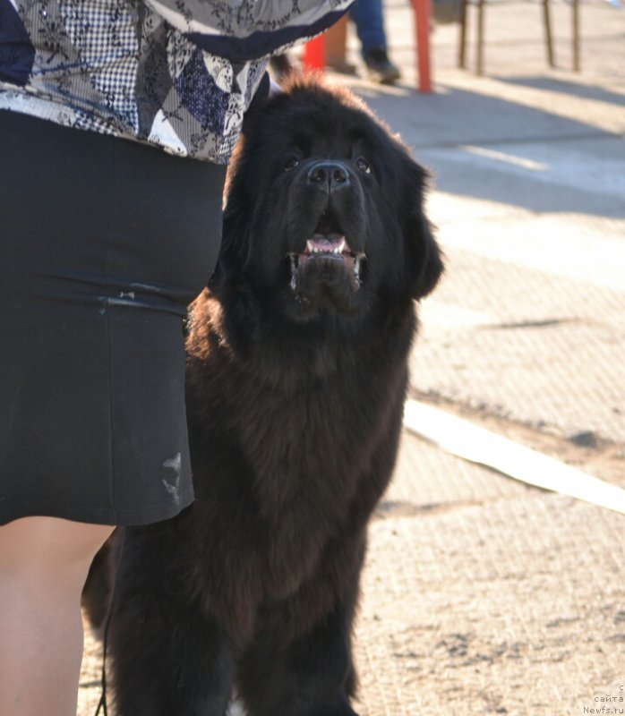 Фотография № 180516