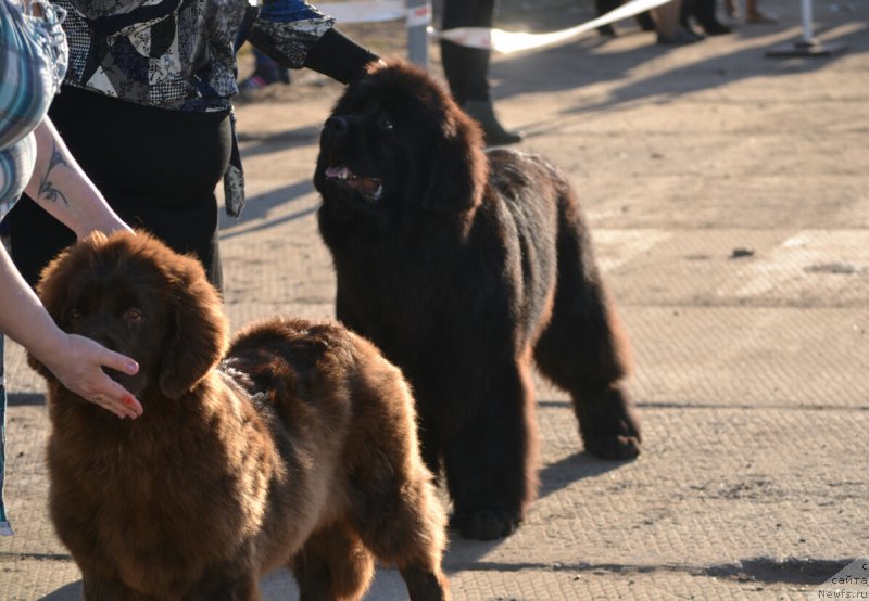 Фотография № 180517