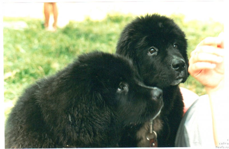 Фотография № 180519