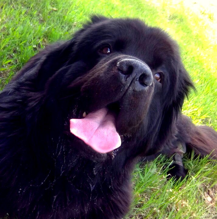 Фото: ньюфаундленд Черный Чанк с Берега Дона (Chernyj Chank s Berega Dona)