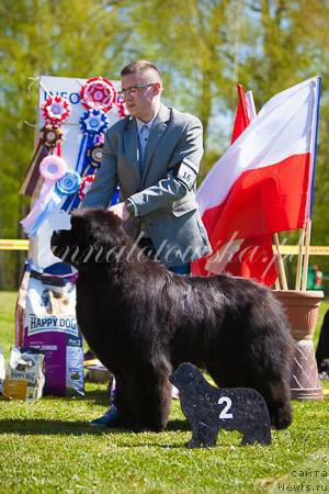 Фото: ньюфаундленд Guy of Hope Moon Bear