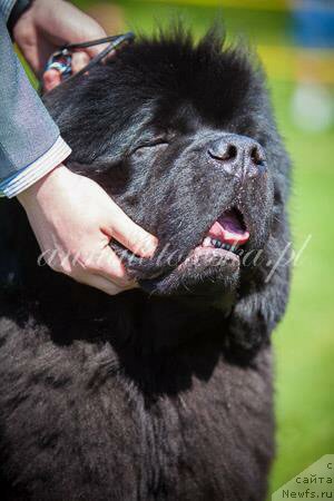 Фото: ньюфаундленд Guy of Hope Moon Bear