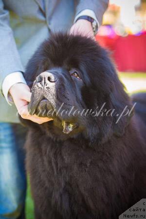 Фото: ньюфаундленд Guy of Hope Moon Bear