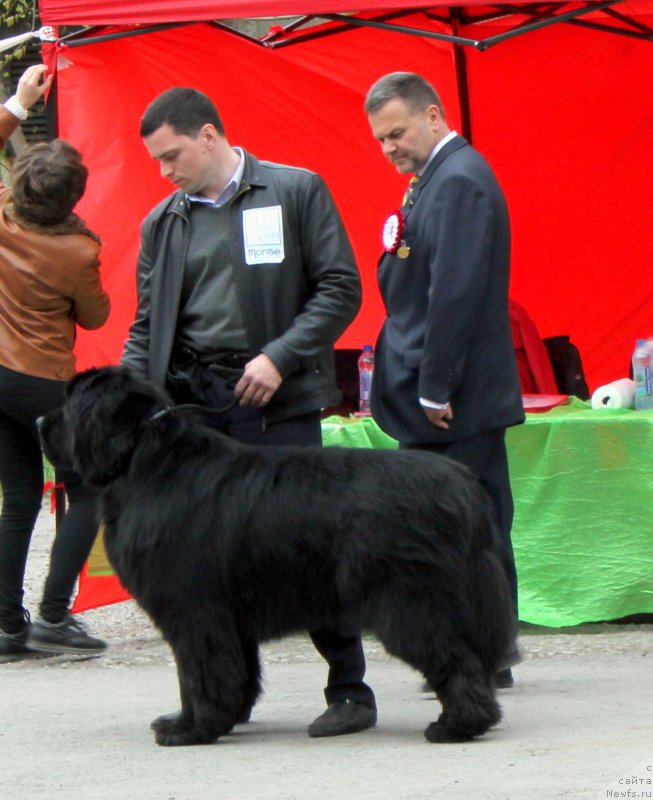 Фото: ньюфаундленд Айбл Ту Вин Династия Совершенства (Able To Win Dinastiya Soverchenstva), Марина Глазырина