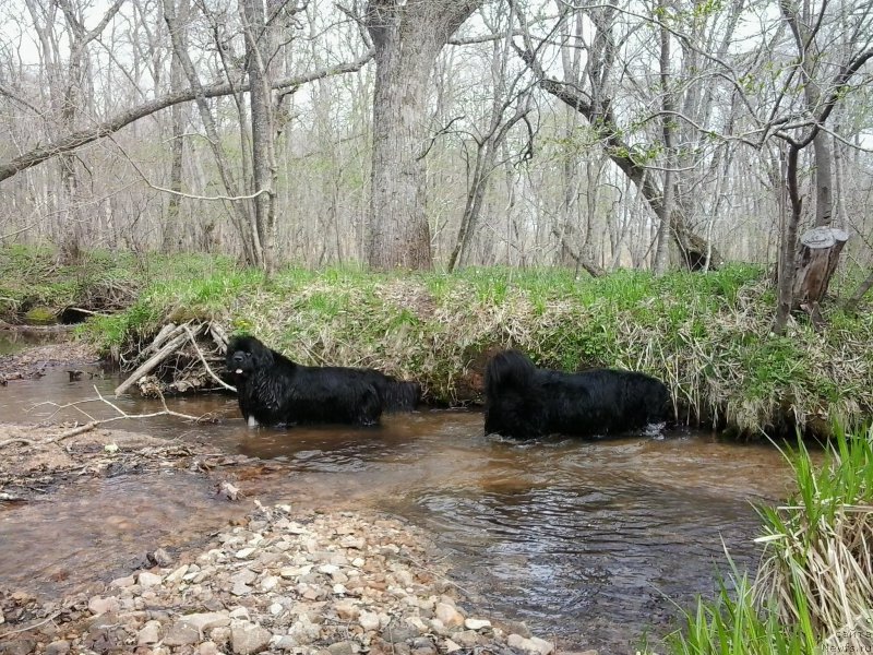 Фото: ньюфаундленд Супер Премиум Мерлин Монро, ньюфаундленд Несси Блэк с  Лесной Заимки