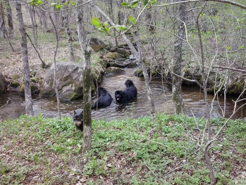 Фото: ньюфаундленд Супер Премиум Мерлин Монро, ньюфаундленд Несси Блэк с  Лесной Заимки