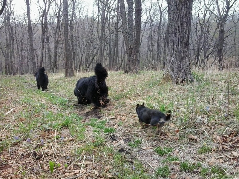 Фото: ньюфаундленд Супер Премиум Мерлин Монро, ньюфаундленд Несси Блэк с  Лесной Заимки