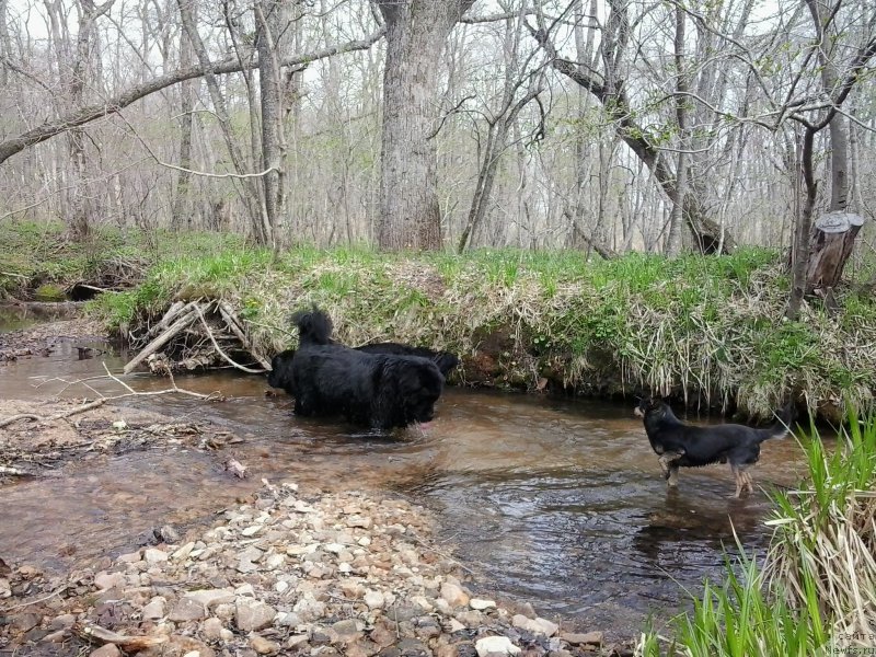 Фото: ньюфаундленд Супер Премиум Мерлин Монро, ньюфаундленд Несси Блэк с  Лесной Заимки