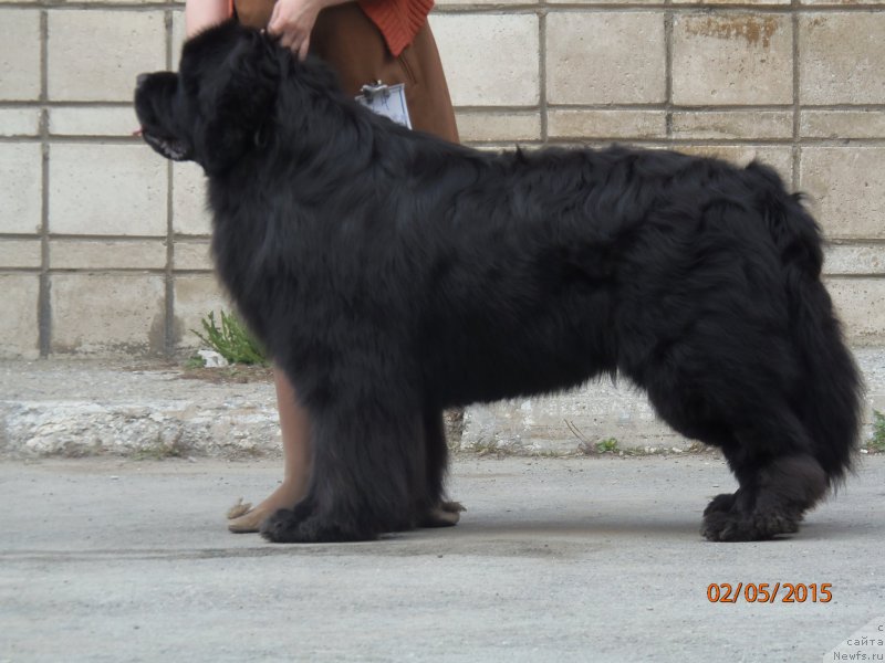 Фото: ньюфаундленд Супер Премиум Ля Мезон