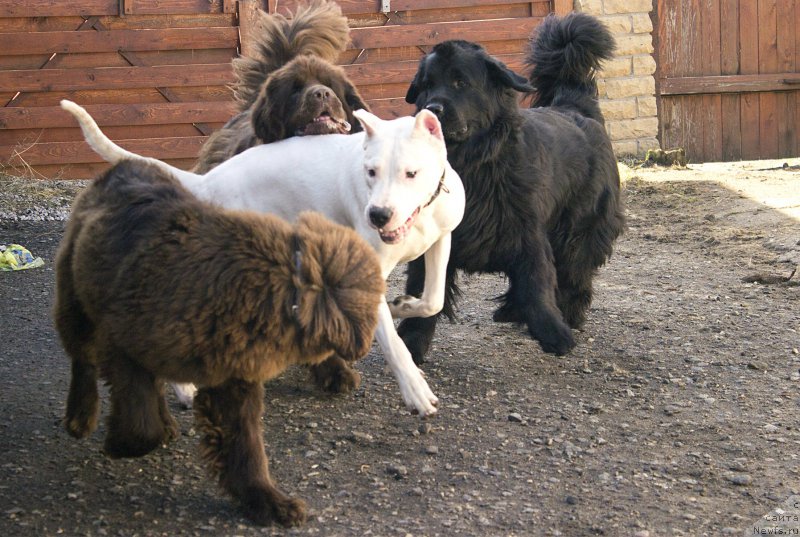 Фото: ньюфаундленд Наоми Таголири фор Браунблад (Naomi Tagoliri for Brouwnblood), ньюфаундленд Сверкающая Гора Машаме (Sverkayuzhaya Gora Mashame), ньюфаундленд Питерньюф Идеас Фор Лифе (Piternyuf Ideas For Life)