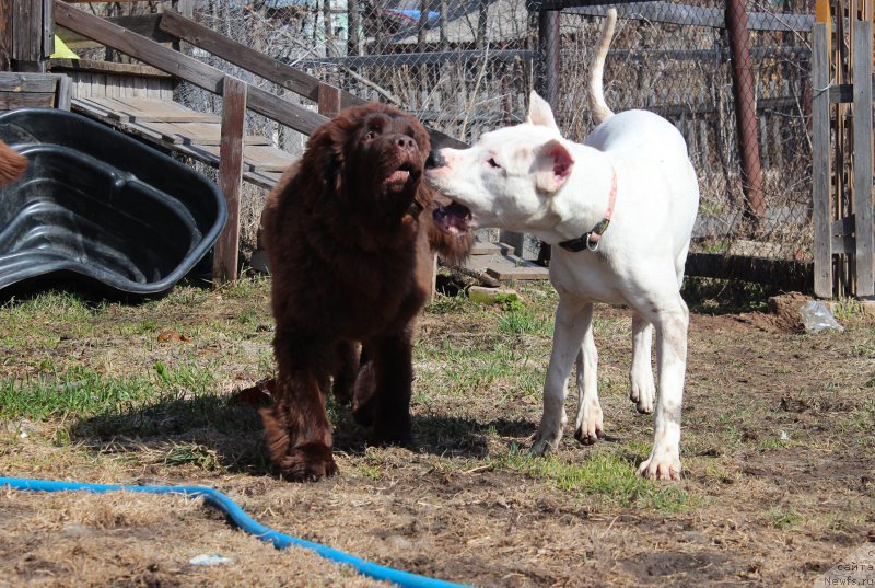 Фото: ньюфаундленд Наоми Таголири фор Браунблад (Naomi Tagoliri for Brouwnblood)