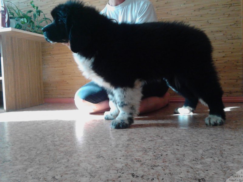 Фото: ньюфаундленд Еверия от Сибирского Медведя