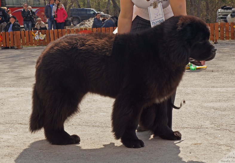 Фото: ньюфаундленд Хуодэ Шень Аристотель (Huode Shen Aristotel)