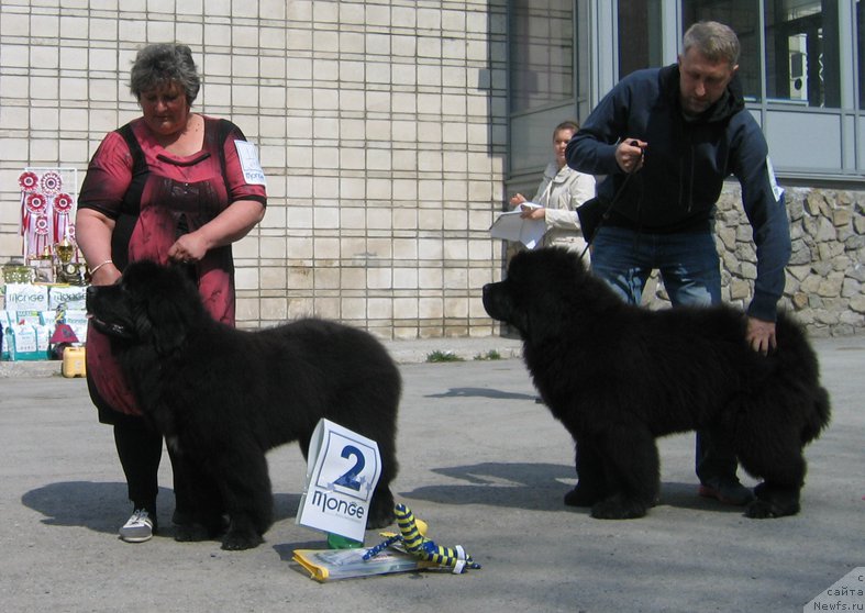 Фото: ньюфаундленд Добрый Молодец от Сибирского Медведя, ньюфаундленд Добрыня от Сибирского Медведя