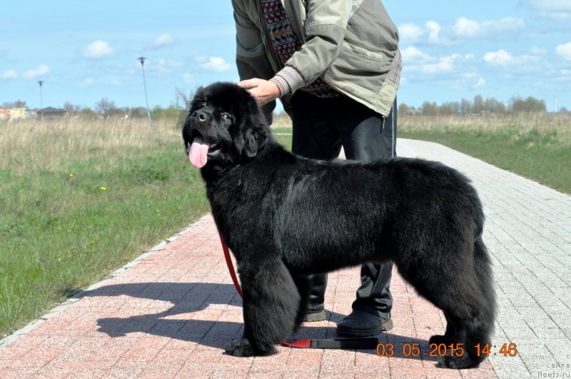 Фото: ньюфаундленд Баллада Звездного Дара с Берега Дона (Ballada Zvezdnogo Dara s Berega Dona)